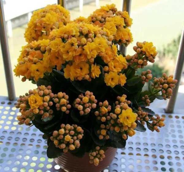 石榴花的寓意是什么意思