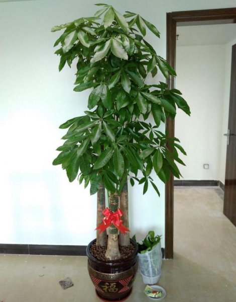 石榴花的寓意是什么意思