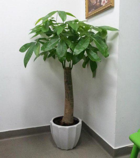 石榴花的寓意是什么意思