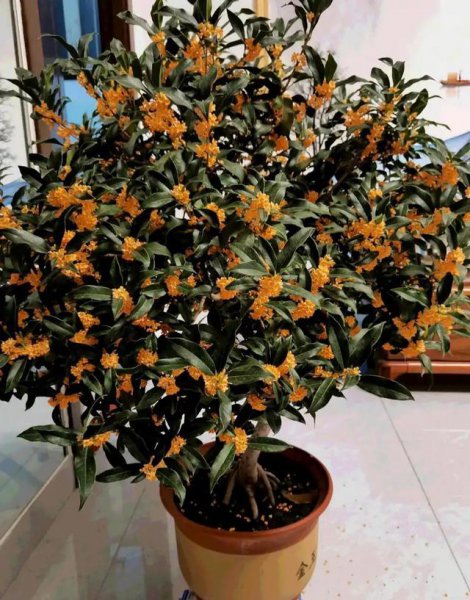 石榴花的寓意是什么意思