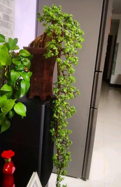 石榴花的寓意是什么意思