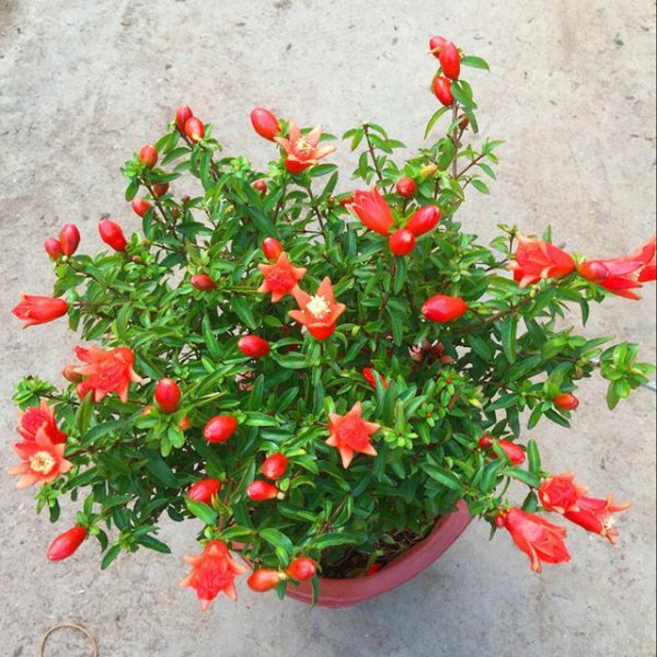 石榴花的寓意是什么意思