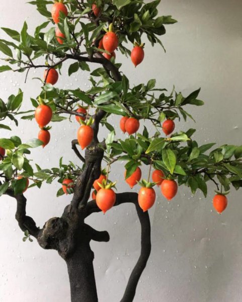 石榴花的寓意是什么意思