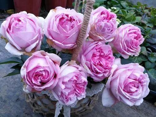 伊芙心愿月季优缺点