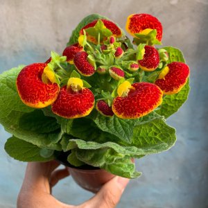 元宝花养殖方法和技巧 介绍元宝花盆栽植物习性