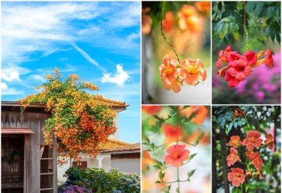 凌霄花几月开花结果 详解凌霄花的寓意象征