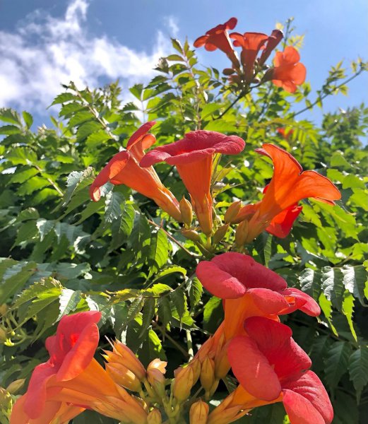 凌霄花几月开花结果