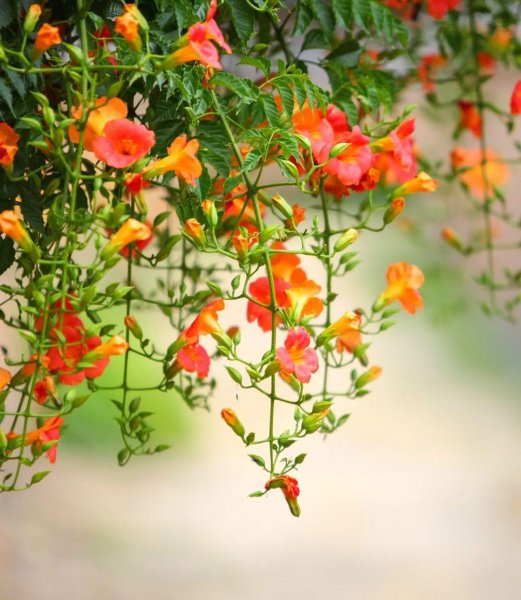 凌霄花几月开花结果