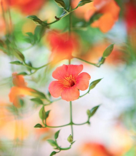 凌霄花几月开花结果