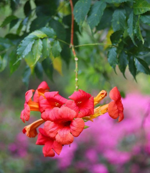 凌霄花几月开花结果