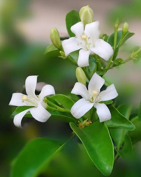 七里香植物怎么养