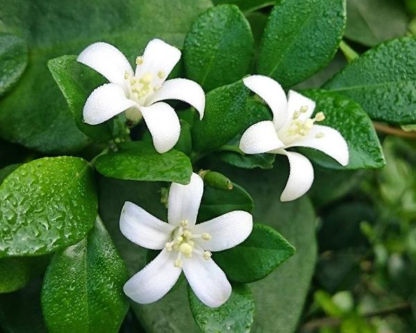 七里香植物怎么养