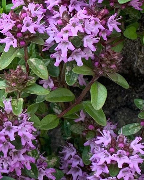 七里香植物怎么养