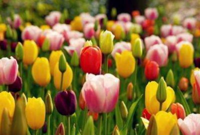 郁金香什么季节开花结果 关于郁金香种子种植方法