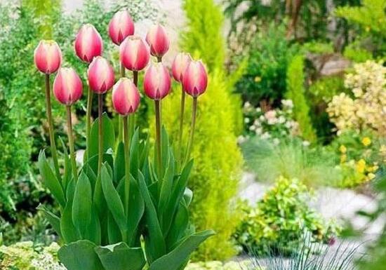 郁金香什么季节开花结果