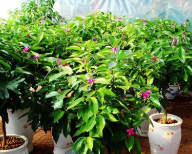 平安树开花吗 了解平安树的养护与浇水