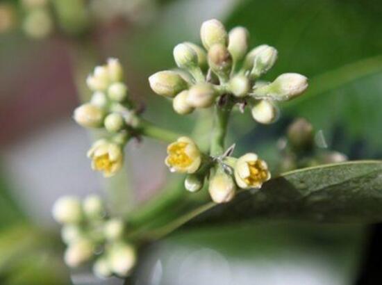 平安树开花吗