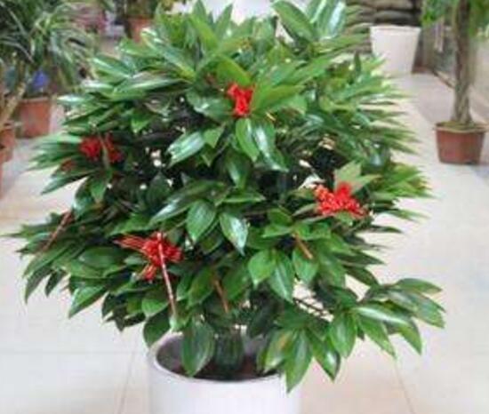 平安树开花吗
