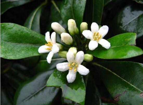 平安树开花吗