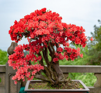 杜鹃花的正确浇水方法 介绍杜鹃花花期