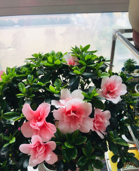杜鹃花的正确浇水方法