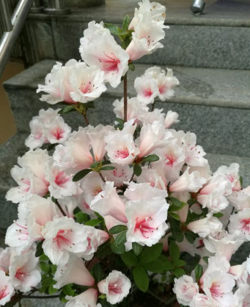 杜鹃花的正确浇水方法