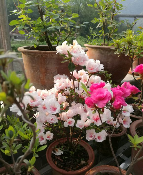 杜鹃花的正确浇水方法