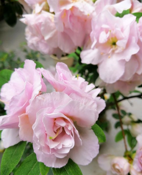杜鹃花的正确浇水方法
