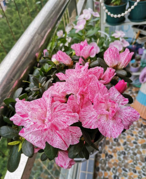 杜鹃花的正确浇水方法