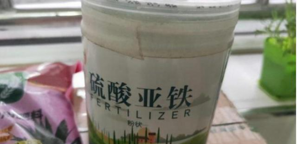 杜鹃花的正确浇水方法