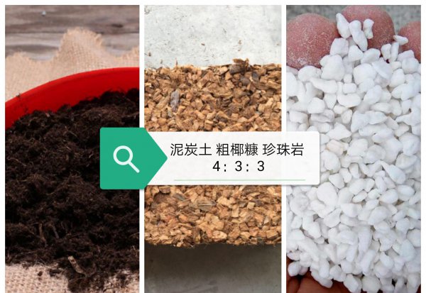 虎刺梅的风水作用是什么