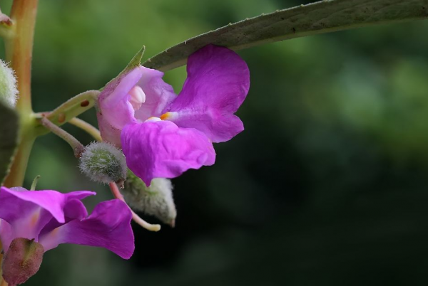 凤仙花的寓意和象征是什么