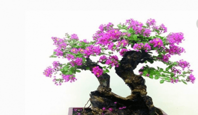 紫薇花的养殖方法和注意事项 关于紫薇花盆栽养护技巧
