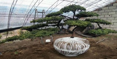 常见的风景树有哪几种类型 庭院景观树种类介绍