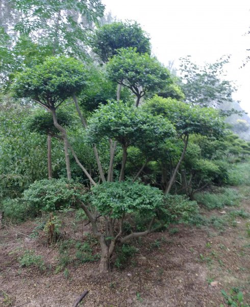 常见的风景树有哪几种类型