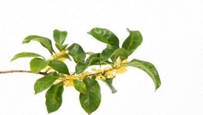 桂花叶子干枯掉落怎么回事 分享桂花落叶干枯解决方法