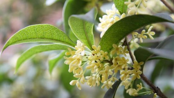 桂花叶子干枯掉落怎么回事