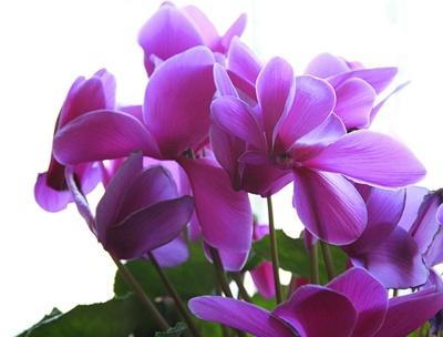 仙客来花期怎样浇水最好
