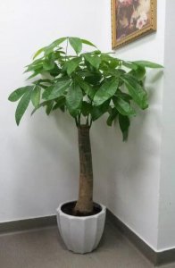 玫瑰摆放位置风水最好 家中摆鲜花寓意