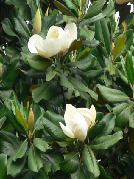 广玉兰花期多长时间