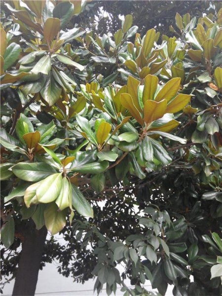 广玉兰花期多长时间