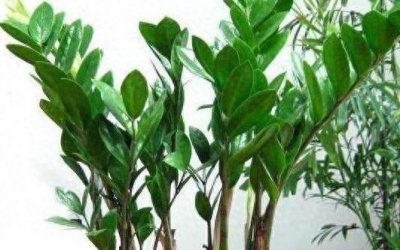 女人养什么花旺财运 办公室旺事业的植物