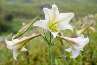 盆栽百合花期多长时间 关于百合花的种植和养殖方法