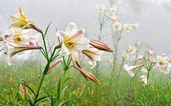 盆栽百合花期多长时间