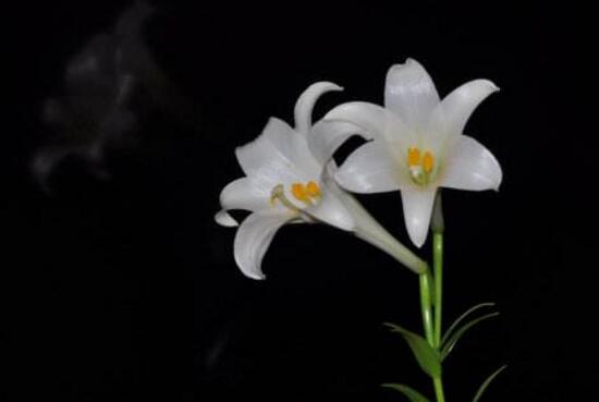 盆栽百合花期多长时间