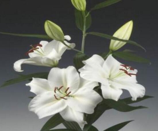 盆栽百合花期多长时间