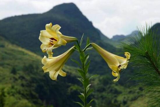 盆栽百合花期多长时间