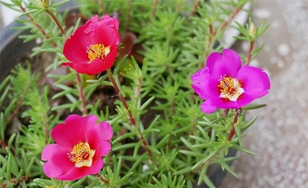 太阳花什么时候开花季节