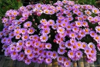 草本花卉有哪些种类 低矮无需修剪草坪品种