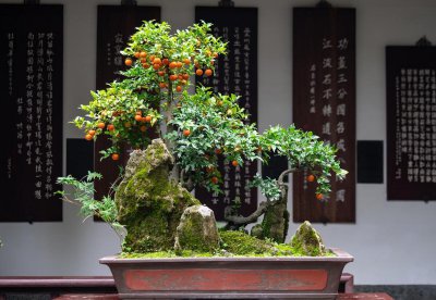 金弹子十大名贵品种有哪些 了解金弹子盆栽养殖方法